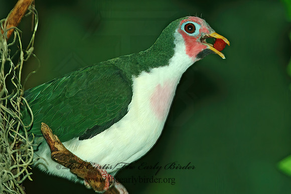 Ptilinopus jambu  JAMBU FRUIT DOVE 3000088z