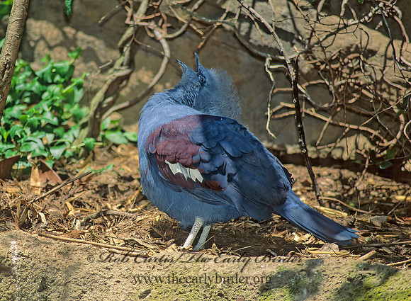 Goura cristata  WESTERN CROWNED PIGEON 126616z