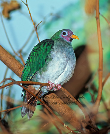 Ptilinopus jambu  JAMBU FRUIT DOVE 45328z