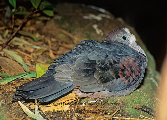 Henicophaps albifrons  NEW GUINEA BRONZEWING 126234z