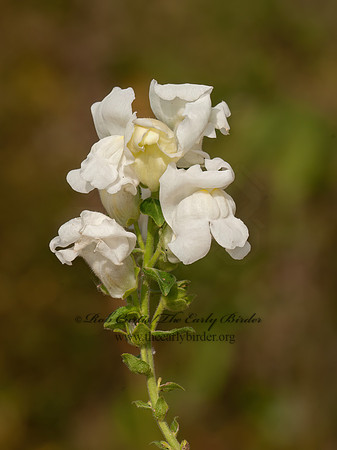 Antirrhinum majus  COMMON SNAPDRAGON 3015105z