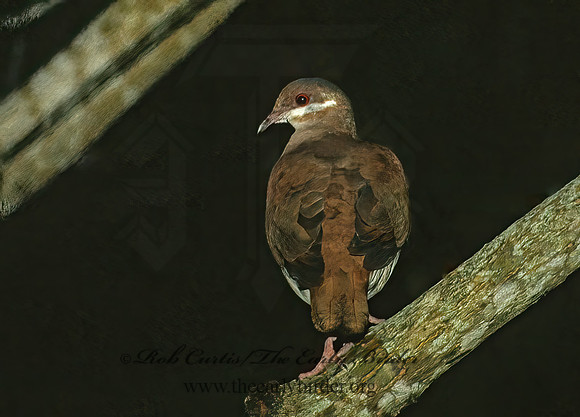 Geotrygon chrysia KEY WEST QUAIL DOVE 4918z