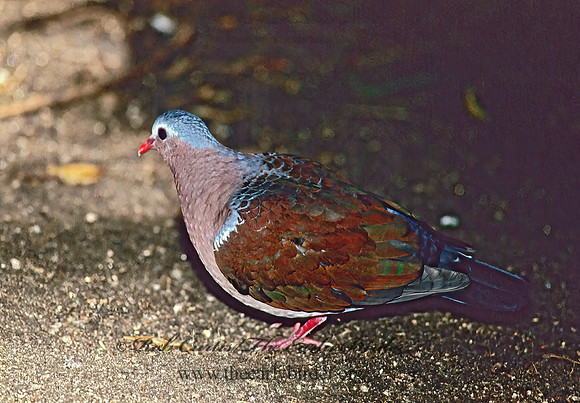 Chalcophaps indica  COMMON EMERALD DOVE 126228z