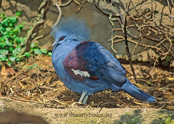 Goura cristata  WESTERN CROWNED PIGEON 126615z