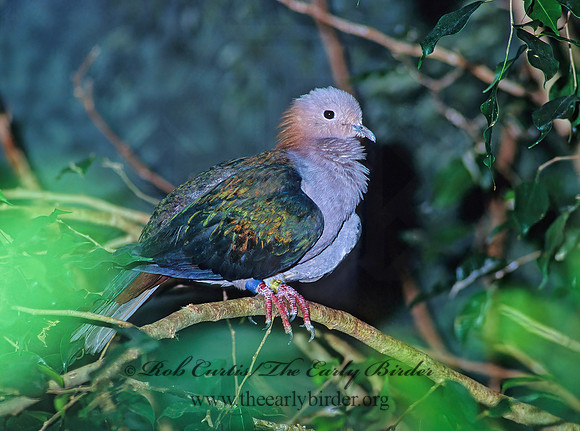 Nesoenas mayeri  PINK PIGEON 59030z