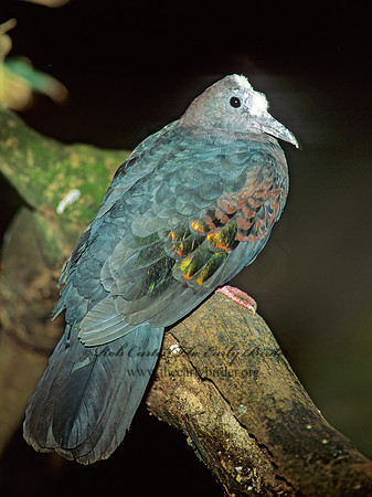 Henicophaps albifrons  NEW GUINEA BRONZEWING 126405z