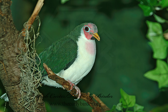Ptilinopus jambu  JAMBU FRUIT DOVE 3000089z