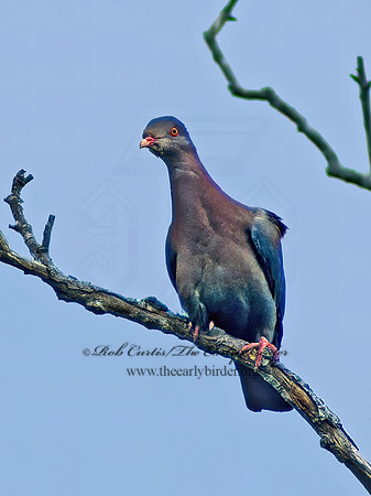 Patagioenas flavirostris  RED-BILLED PIGEON 51410z