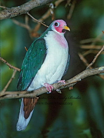 Ptilinopus jambu  JAMBU FRUIT DOVE 282330z