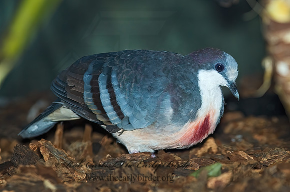 Gallicolumba luzonica  BLEEDING HEART PIGEON 6018847z
