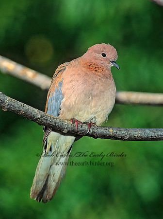 Streptopelia senegalensis  LAUGHING DOVE 126116z