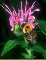 Bombus bimaculatus 2-SPOTTED BUMBLEBEE 1110736 z