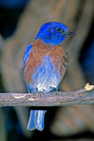 Sialia mexicana WESTERN BLUEBIRD 93330z