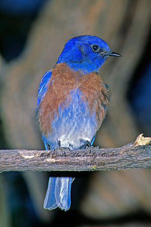 Sialia mexicana  WESTERN BLUEBIRD 93330z
