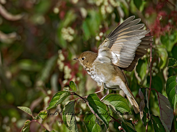 Catharus guttatus  HERMIT THRUSH 9015611z