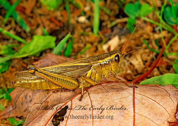 Melanoplus bivittatus  2-STRIPED GRASSHOPPER 182012z