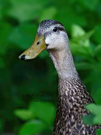 Anas fulvigula  MOTTLED DUCK 6039715z