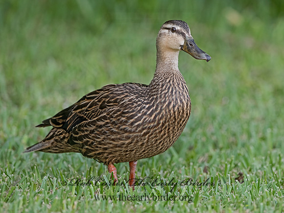 Anas fulvigula  MOTTLED DUCK 3030627z