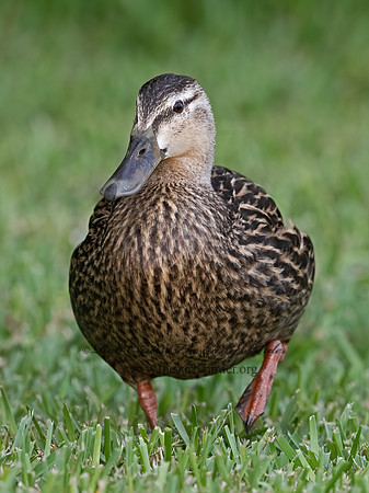 Anas fulvigula  MOTTLED DUCK 3030628z