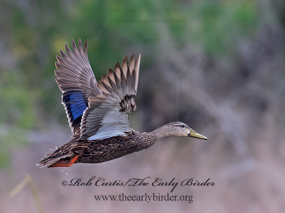 Anas fulvigula  MOTTLED DUCK 6039462z