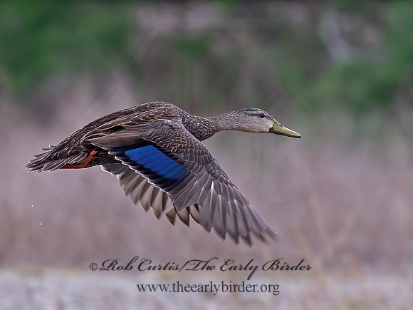 Anas fulvigula  MOTTLED DUCK 6039463z