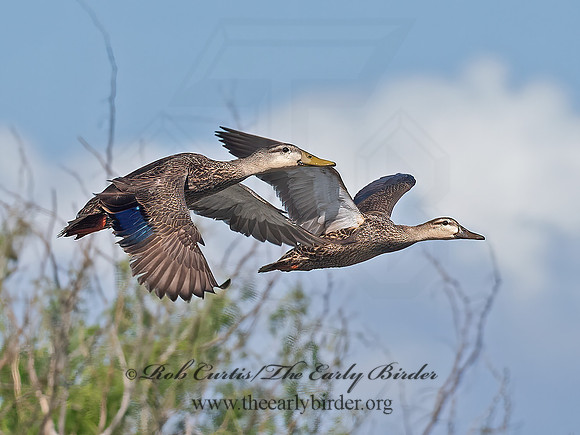 Anas fulvigula  MOTTLED DUCK 6039773z