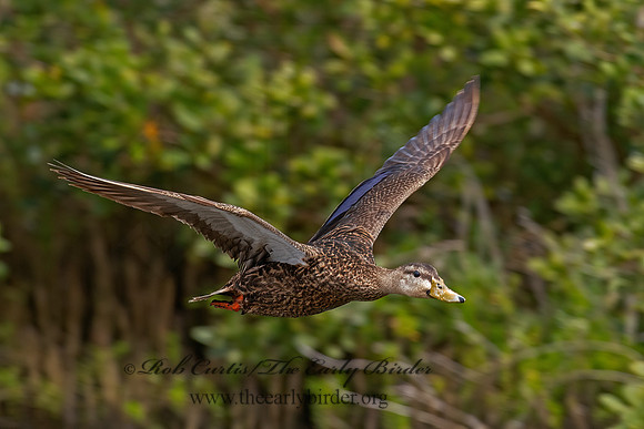 Anas fulvigula  MOTTLED DUCK 6039630z