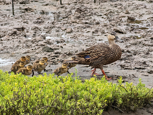 Anas fulvigula  MOTTLED DUCK 6039619z