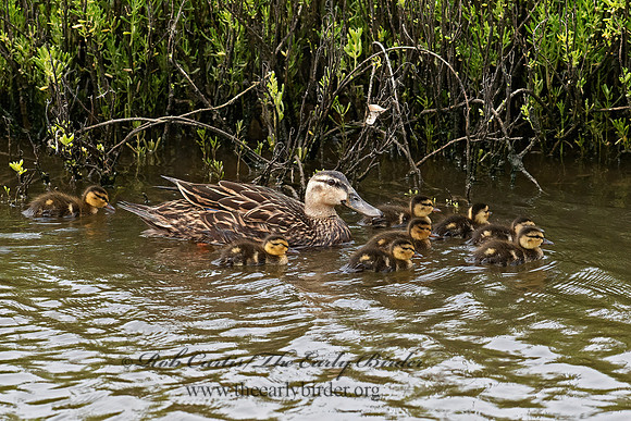 Anas fulvigula  MOTTLED DUCK 6039622z