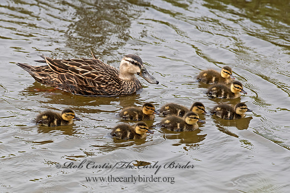 Anas fulvigula  MOTTLED DUCK 6039624z