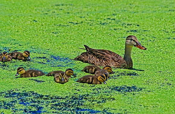 Anas fulvigula  MOTTLED DUCK 254908+z