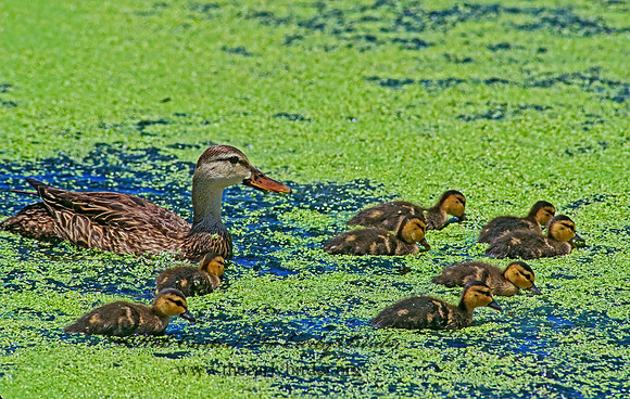 Anas fulvigula  MOTTLED DUCK 254909+z