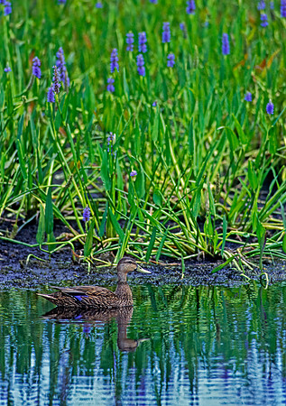 Anas fulvigula  MOTTLED DUCK 253330+z