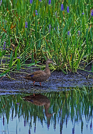 Anas fulvigula  MOTTLED DUCK 253327+z