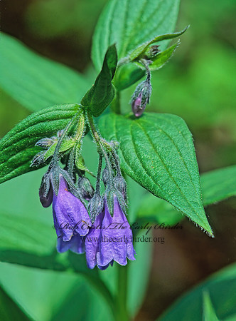 Mertensia paniculata  NORTHERN BLUEBELL 242912z