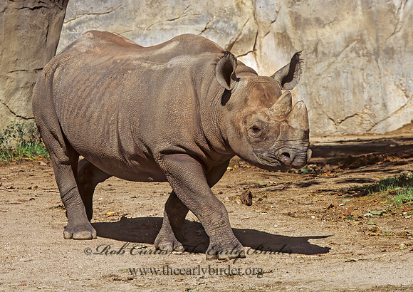 Diceros bicornis  BLACK RHINOCEROUS 293809z