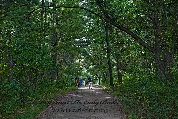 FOREST PATH 8018400z