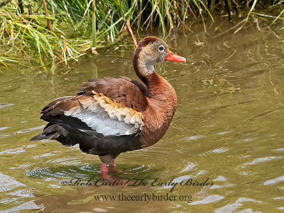 Dendrocygna autumnalis  BLACK-BELLIED WHISTLING DUCK 6039672z