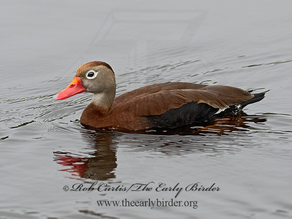 Dendrocygna autumnalis  BLACK-BELLIED WHISTLING DUCK 3029849z