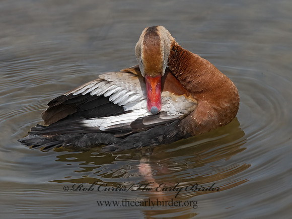 Dendrocygna autumnalis  BLACK-BELLIED WHISTLING DUCK 3031567z