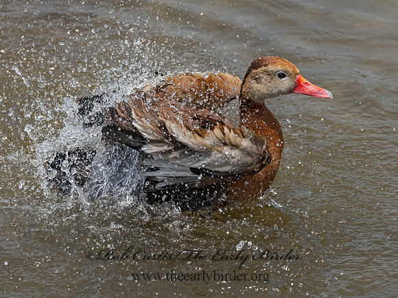 Dendrocygna autumnalis  BLACK-BELLIED WHISTLING DUCK 3031565z