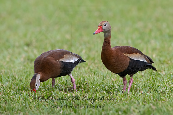 Dendrocygna autumnalis  BLACK-BELLIED WHISTLING DUCK 3030218z
