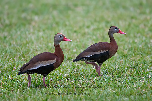 Dendrocygna autumnalis  BLACK-BELLIED WHISTLING DUCK 6039256z