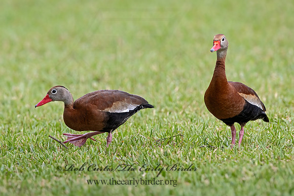 Dendrocygna autumnalis  BLACK-BELLIED WHISTLING DUCK 3030220z