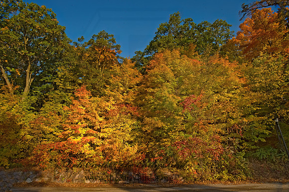 FALL COLORS  8019039z