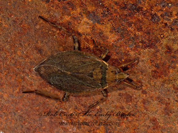 Belostoma  GIANT WATER BUG 9052413z