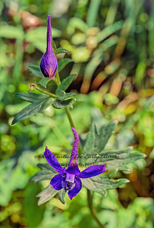 Delphinium decorum  COAST LARKSPUR 130620z