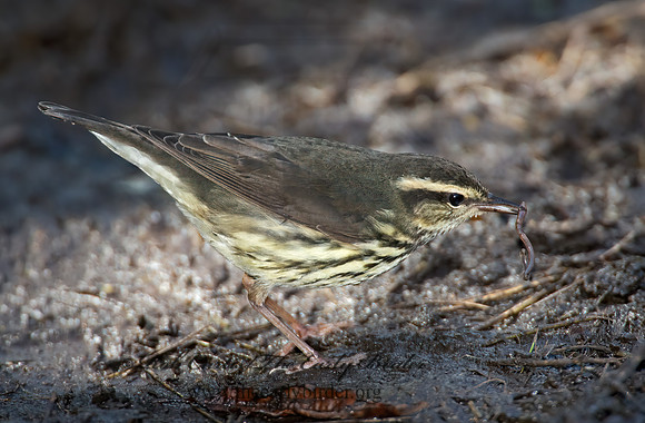 Parkesia noveboracensis  NORTHERN WATERTHRUSH 9005650z