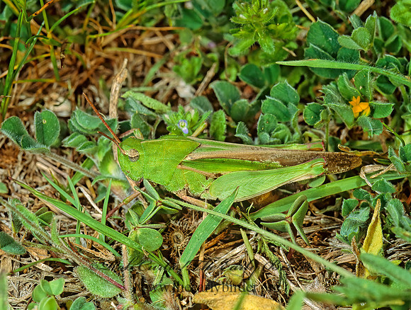 Chortophaga viridifasciata NORTHERN GREEN-STRIPED GRASSHOPPER  86318z