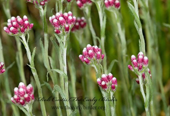 Antennaria rosea  ROSY PUSSYTOES 6027252z